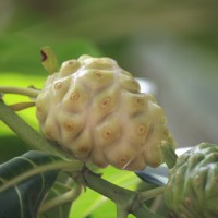 Morinda citrifolia L.